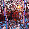 A Light Dusting 24" by 24"