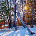 Afternoon Glow, Lynde Marsh 30" by 30"