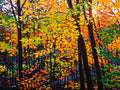 On the Right Path 30" by 40"
